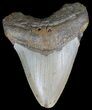 Bargain, Megalodon Tooth - North Carolina #66457-1